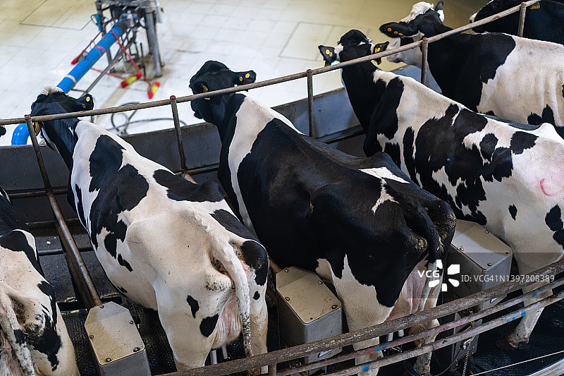 奶牛在牧场上产奶图片素材