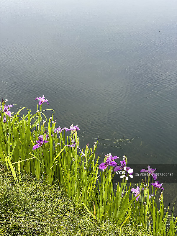 水边的鸢尾花图片素材