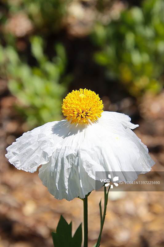 马蒂利哈罂粟花图片素材