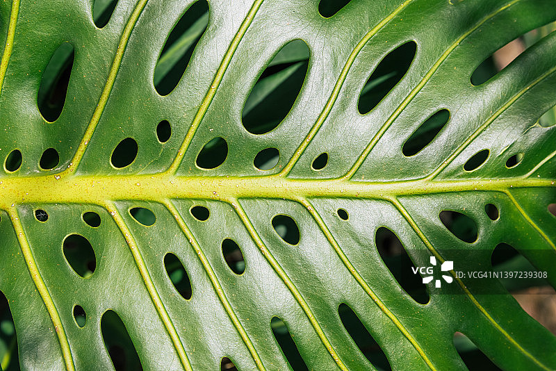 绿叶上的洞，龟背竹植物特写图片素材