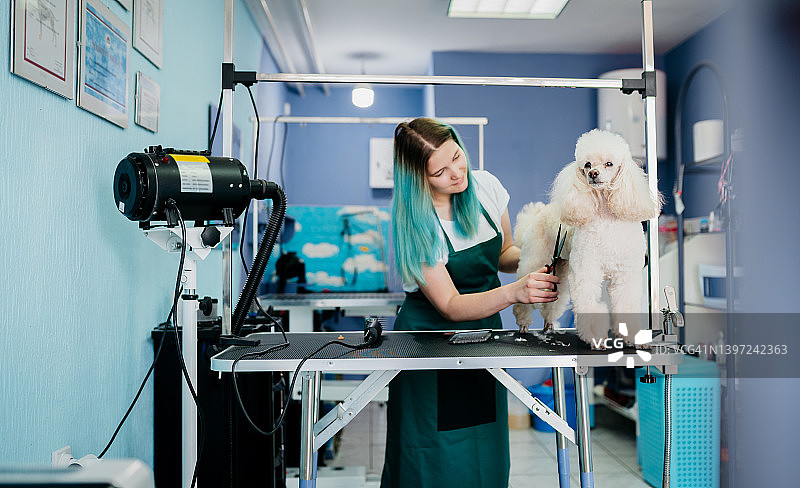 宠物美容图片素材