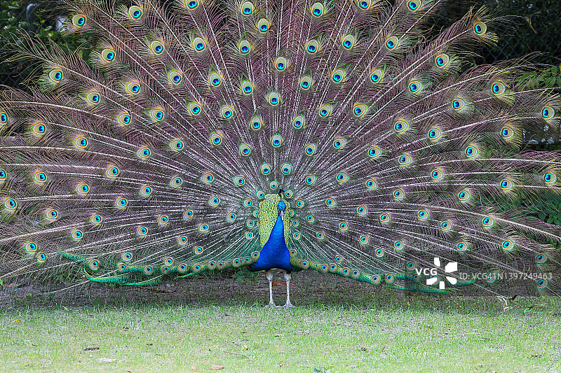 孔雀展示-正面图片素材