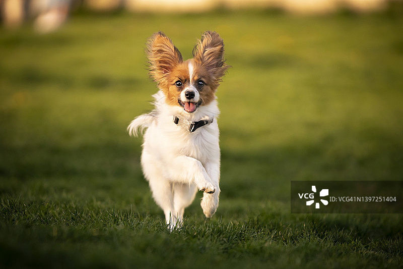奔跑的蝴蝶犬图片素材