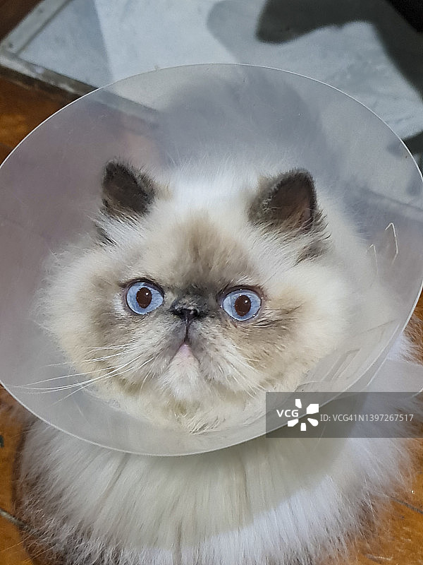 猫戴着防护项圈图片素材