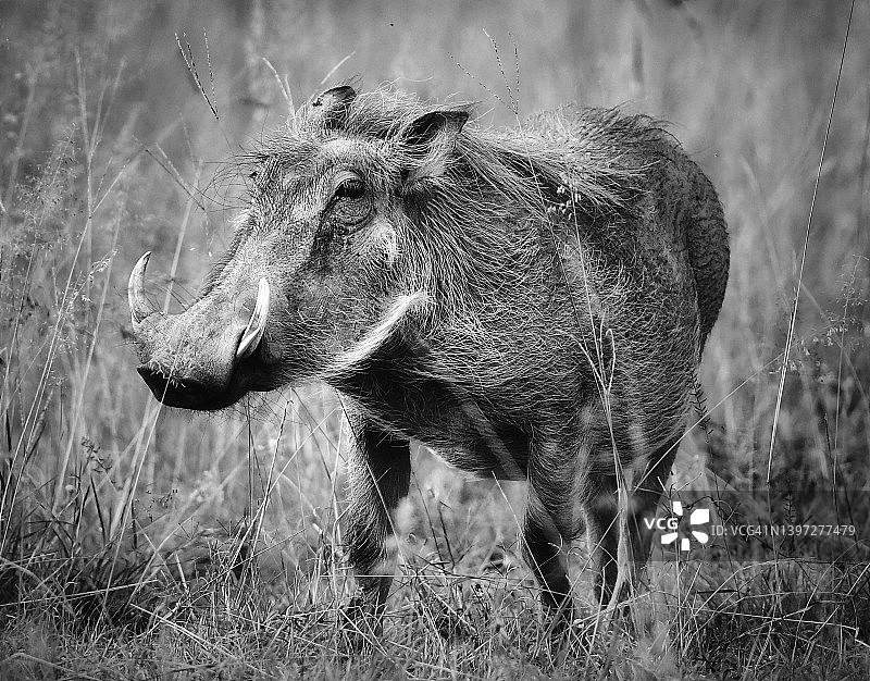 南非野生疣猪摄影之旅图片素材