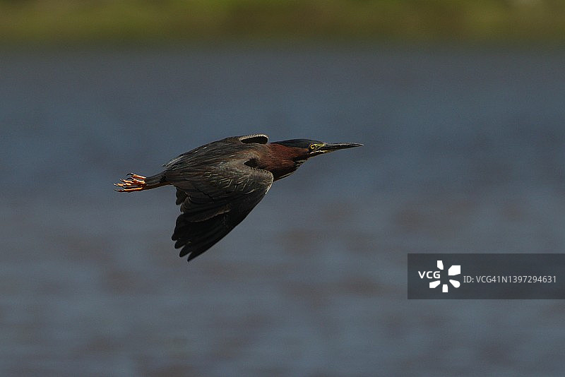 飞行中的绿鹭图片素材