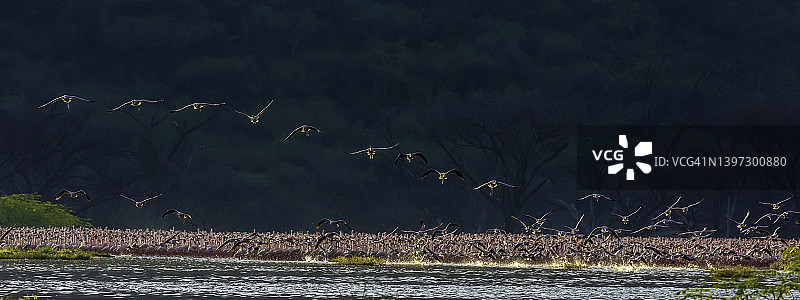 博戈里亚湖飞翔的小红鹳图片素材