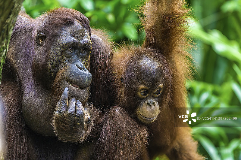 在印度尼西亚婆罗洲与幼崽在一起的雌性婆罗洲猩猩图片素材