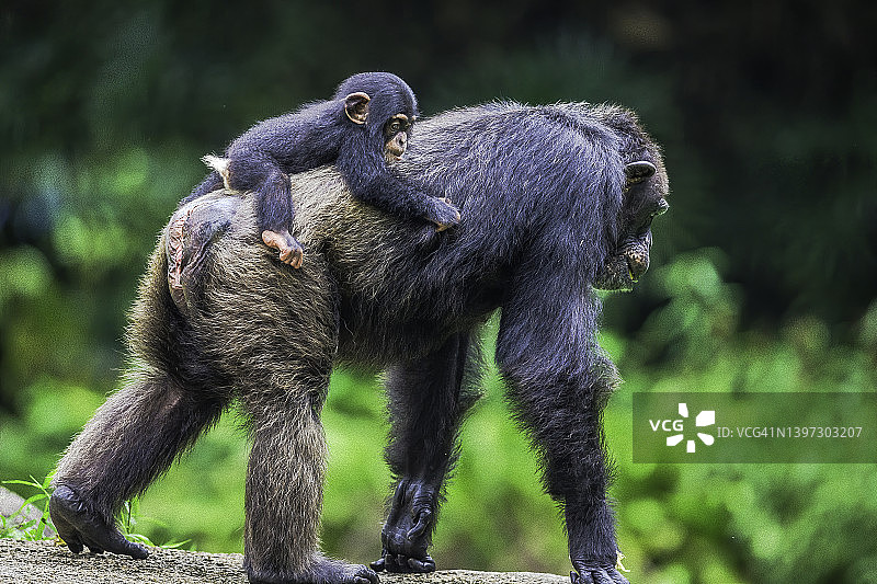 小黑猩猩骑在妈妈背上图片素材