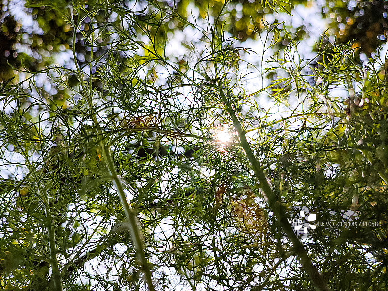 热门树木图片素材