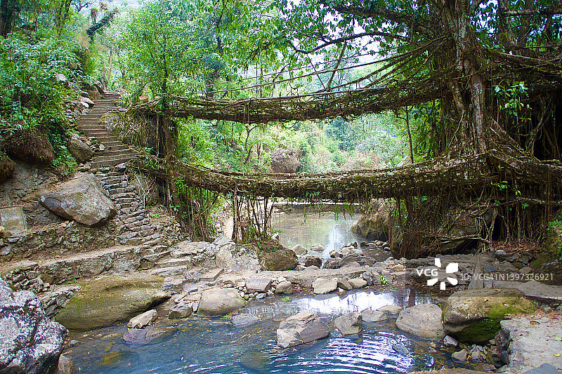 活根桥图片素材