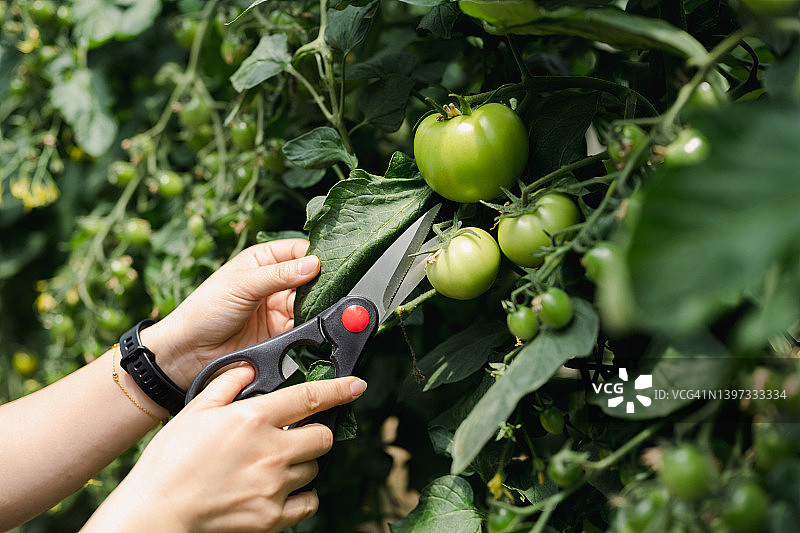 年轻女人用剪刀修剪果树图片素材