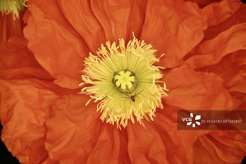 橙色羽毛花与小蜘蛛图片素材