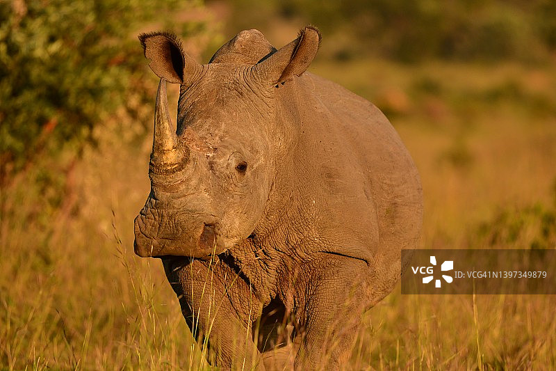 灌木丛中的野生犀牛图片素材