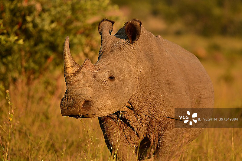 南非灌木丛中的白色犀牛图片素材
