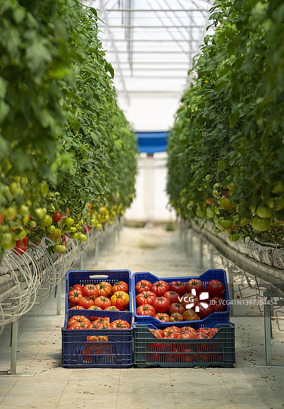 温室里生长的有机番茄图片素材