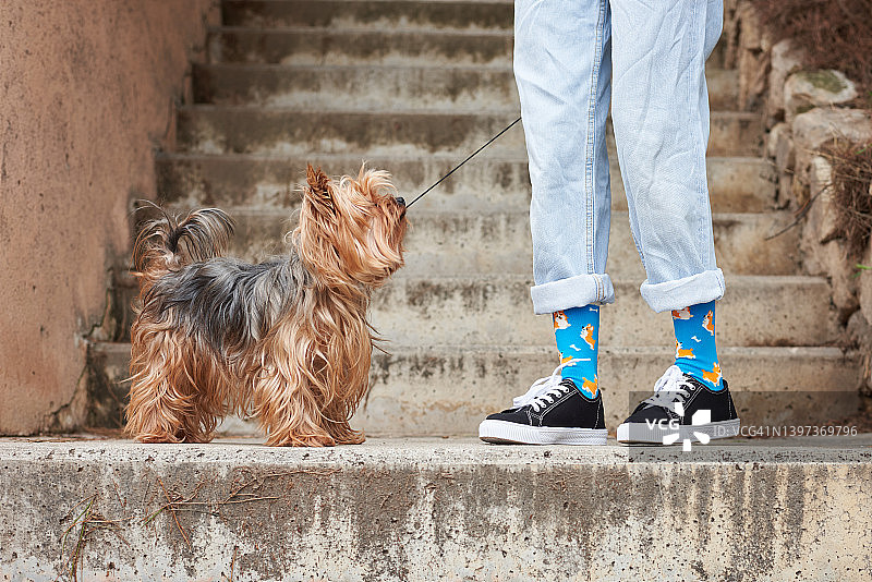 约克郡梗犬在楼梯上伴随主人行走图片素材