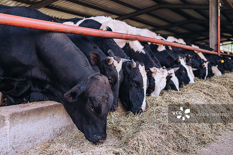 牛在饲喂栏中成排吃草图片素材