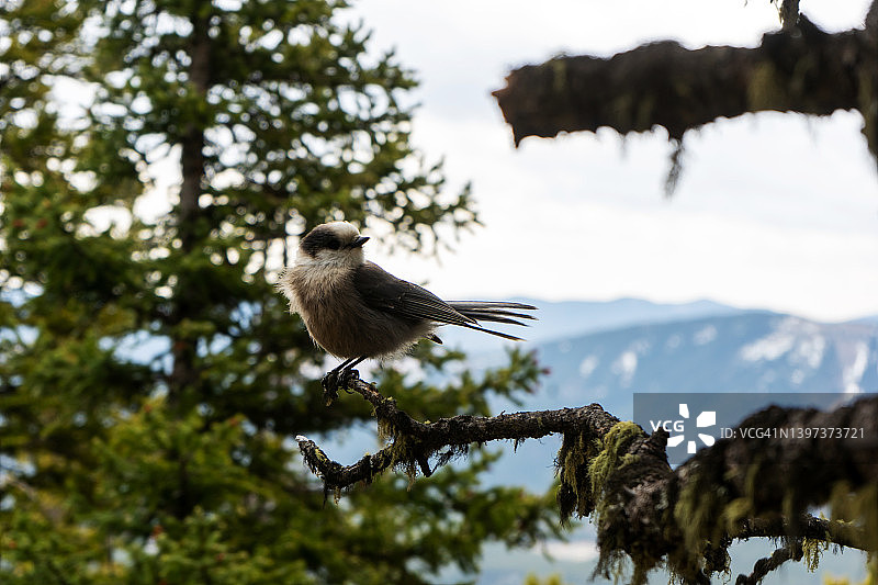 威士忌酒瓶图片素材