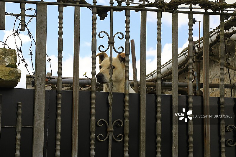 在栅栏后面监视的看门狗图片素材