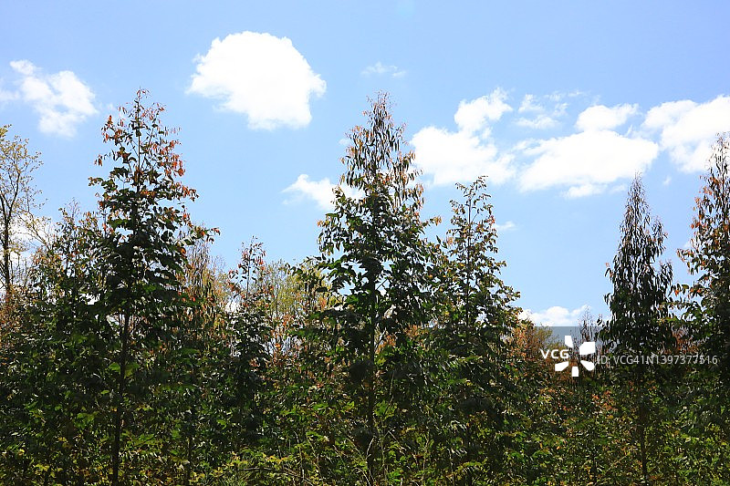 用于木材的桉树（红桉树）图片素材