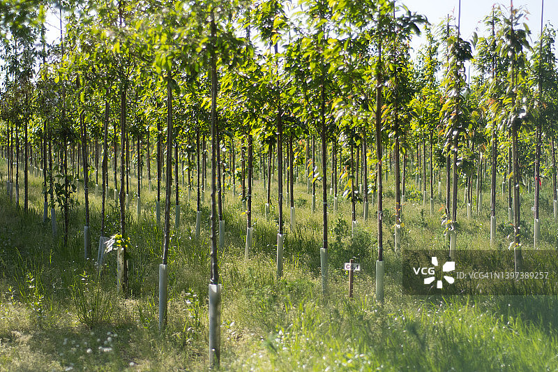 植被茂盛的苗圃图片素材