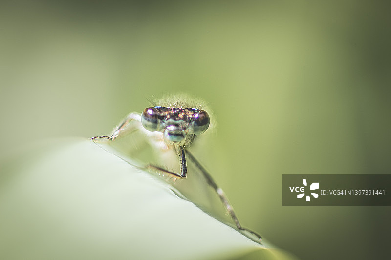 普通蓝豆娘图片素材