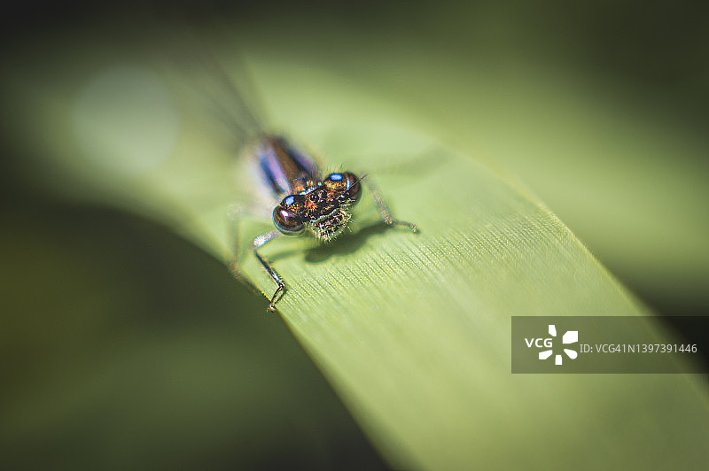 普通蓝豆娘图片素材