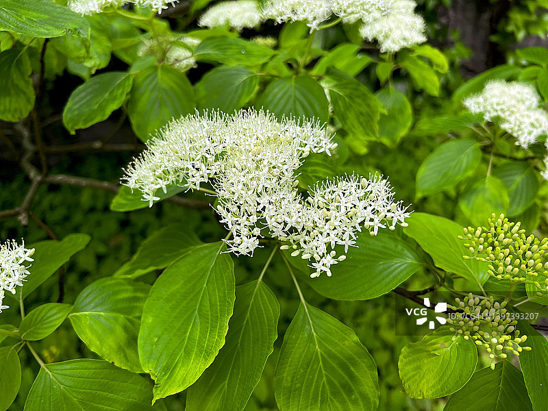 灯台树花朵盛开背景图片素材