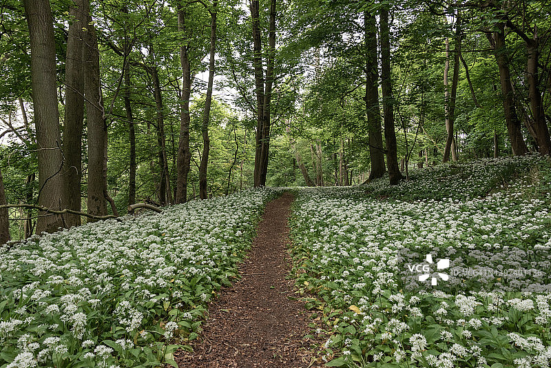 野生大蒜图片素材