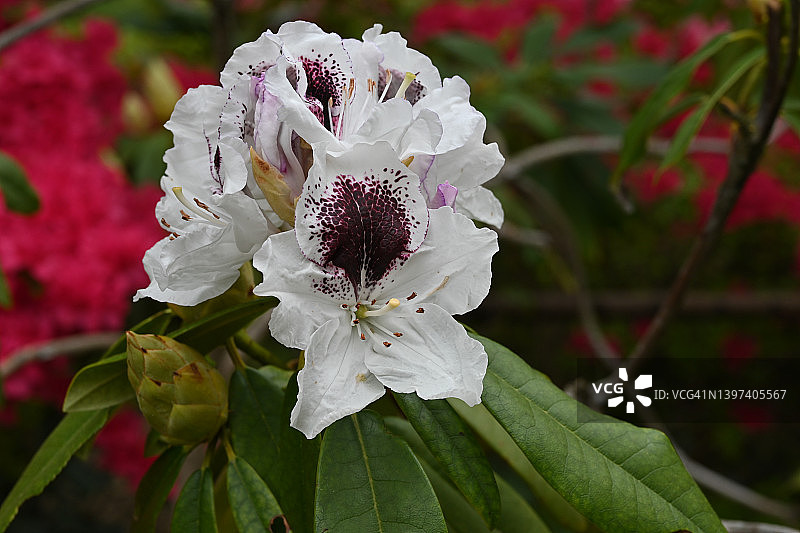 杜鹃花图片素材