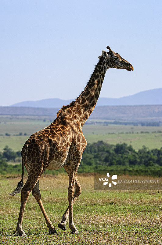 马拉的野生马赛长颈鹿图片素材
