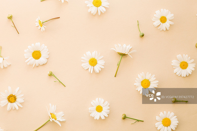 黄色背景上的白色雏菊图案图片素材