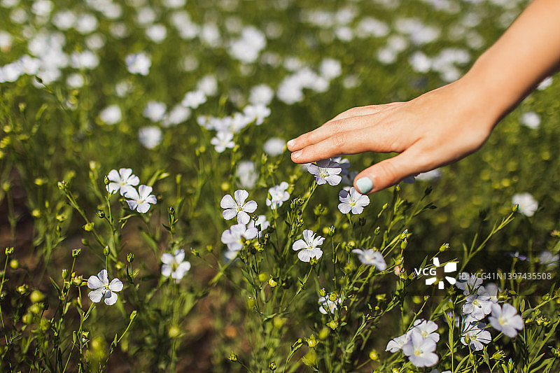 夏季田野中抚摸亚麻花的女人，自然和谐的背景留白图片素材