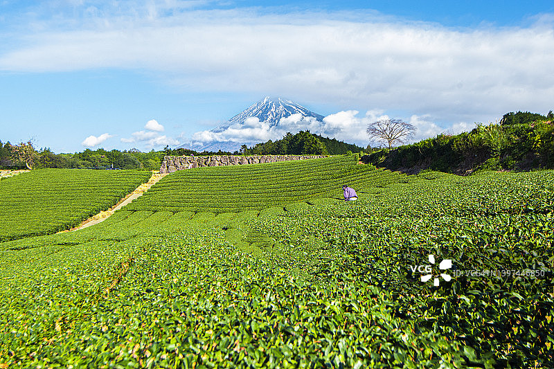 富士山与今宫茶园的绿茶种植园，日本静冈县富士宫市图片素材