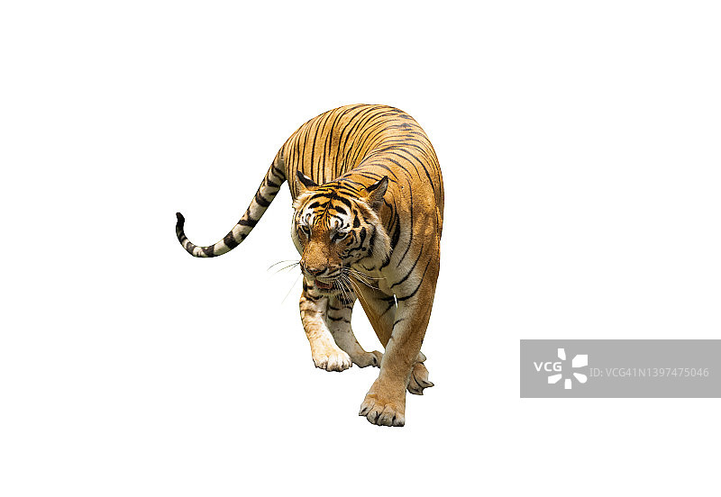 白色背景上行走的老虎图片素材