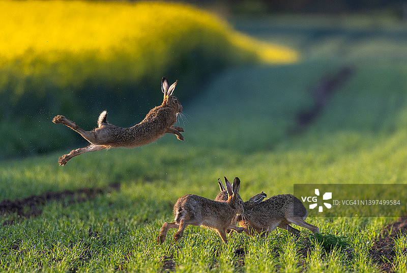 跳跃的棕色野兔图片素材