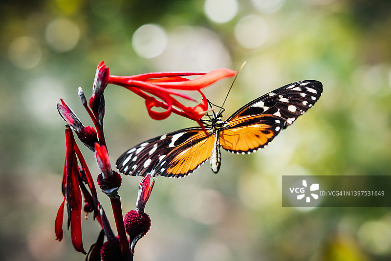 蝴蝶停留在异域植物上特写图片素材