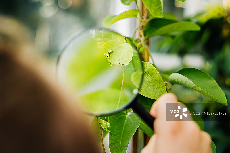 看放大镜下的毛毛虫的年轻学生特写图片素材