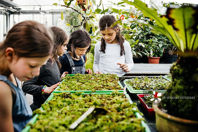 在花园中心苗圃看幼苗的学童图片素材