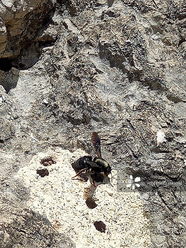在地下筑巢的大型木匠蜂（木蜂属），共6张图片素材