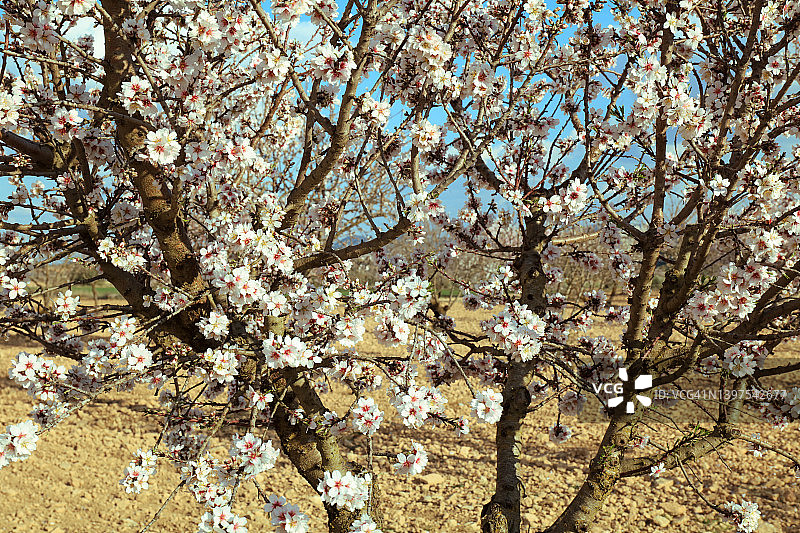 蓝天下春天里盛开的樱花树图片素材