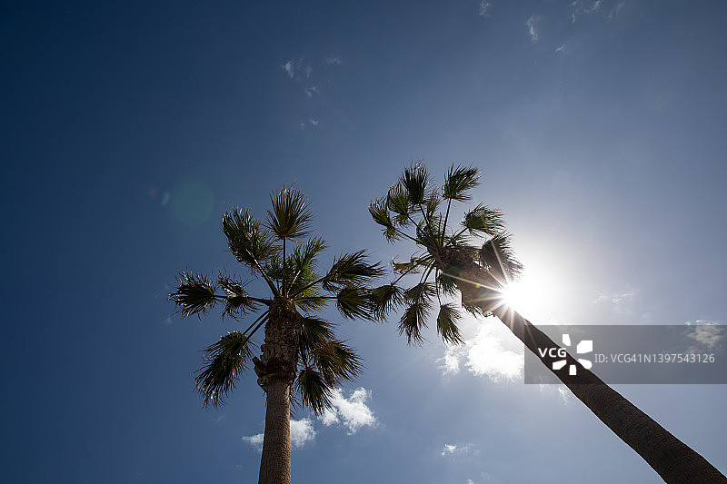 特内里费岛棕榈树图片素材