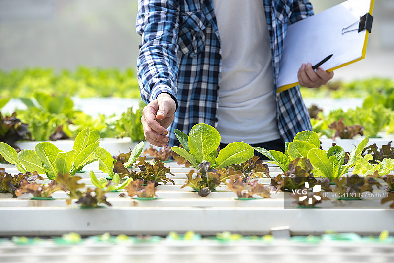采用水培技术的有机蔬菜农场图片素材