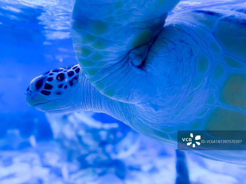 海龟游泳图片素材