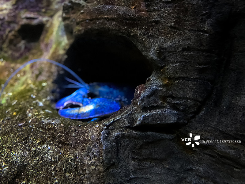 稀有鲜亮的蓝色龙虾在水下海湾中图片素材