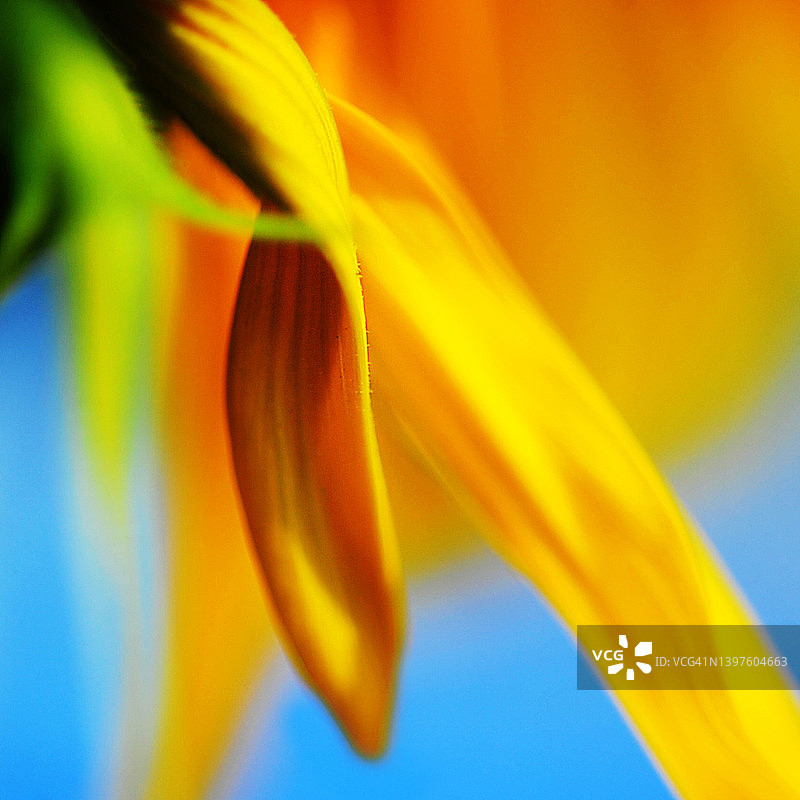 向日葵日出图片素材