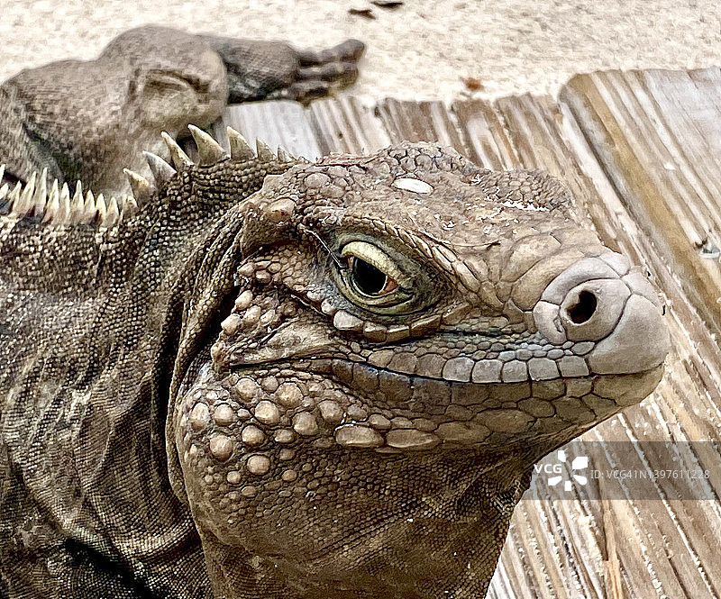 开曼岛岩鬣蜥图片素材