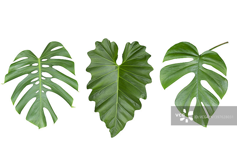 带剪切路径的龟背竹绿叶图片素材