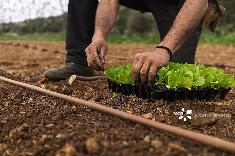 农民挑选菜苗准备移栽图片素材